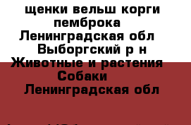 щенки вельш корги пемброка - Ленинградская обл., Выборгский р-н Животные и растения » Собаки   . Ленинградская обл.